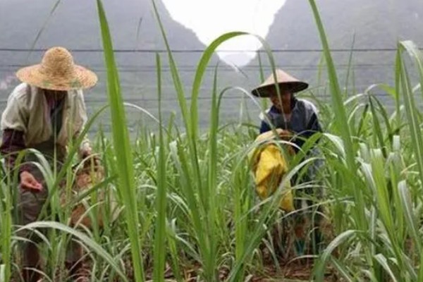 甘蔗的育苗方法,在每年春季的3-4月份育苗