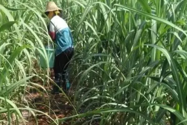 甘蔗的育苗方法,在每年春季的3-4月份育苗