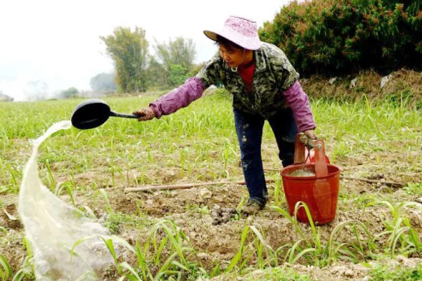 甘蔗的育苗方法,在每年春季的3-4月份育苗