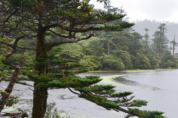 松树的品种，常见的有五针松、樟子松等