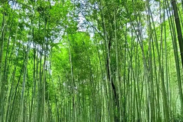 竹子冬天会不会枯萎，竹子为常绿植物