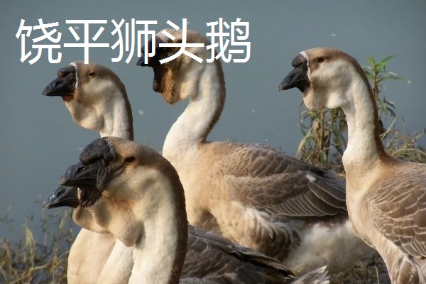 广东饶平县的特产,有蚝烙、紫菜等