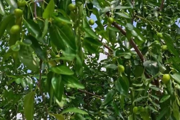 枣树为什么坐果率低,可能是缺肥少水所致