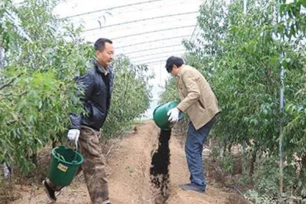 枣树为什么坐果率低,可能是缺肥少水所致