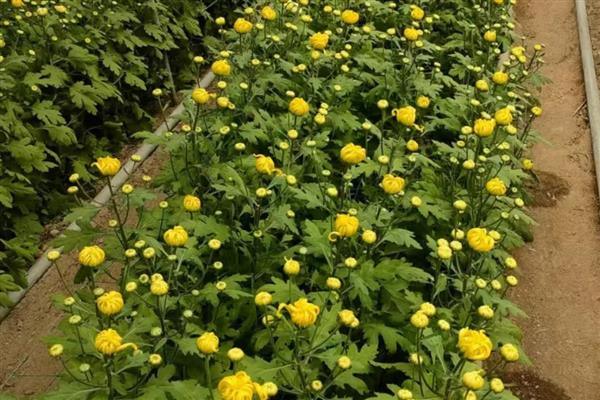 菊花秋天如何移栽，移栽前选择土质较为疏松的沙壤土