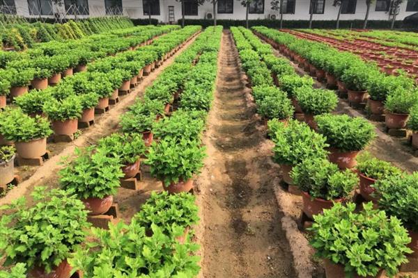 菊花秋天如何移栽，移栽前选择土质较为疏松的沙壤土