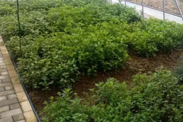 菊花秋天如何移栽，移栽前选择土质较为疏松的沙壤土