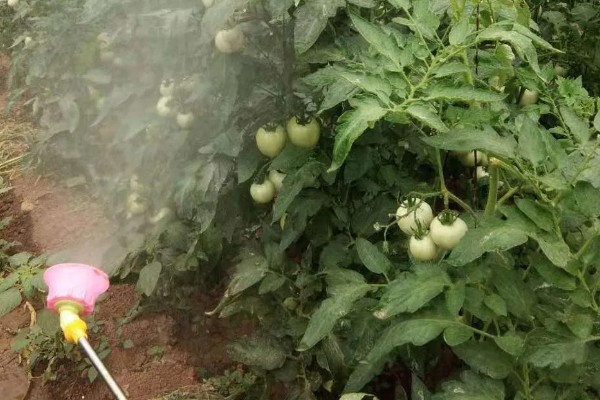 如何防治西红柿烂根,施肥的时候尽可能远离根部