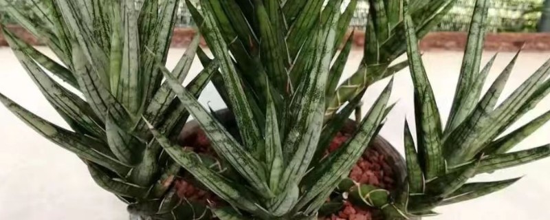 虎皮兰适合什么时候分盆，春季3-4月份的时候进行