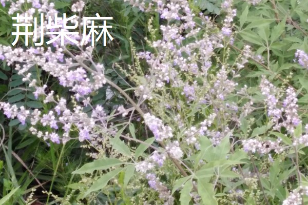 江西省进贤县的特产,李渡高粱酒味正醇甜