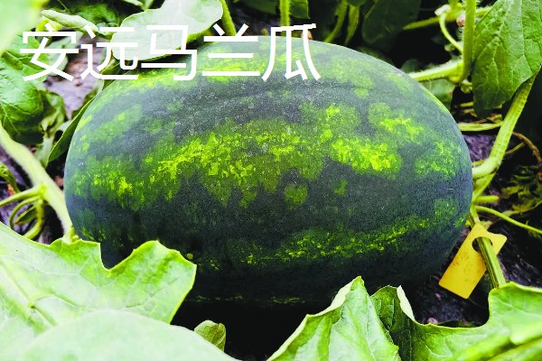 江西省进贤县的特产,李渡高粱酒味正醇甜