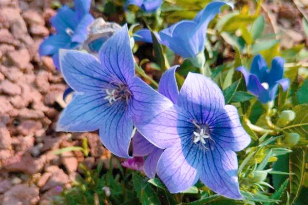 哪些花的花语是守护,有桔梗花、薰衣草等