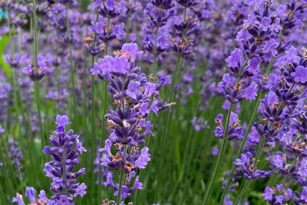 哪些花的花语是守护,有桔梗花、薰衣草等