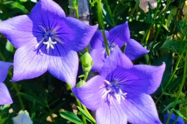 哪些花的花语是守护,有桔梗花、薰衣草等