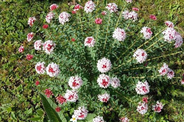 狼毒花简介,是多年生草本植物