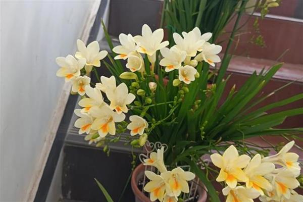 香雪兰如何养护,幼苗期间施肥以磷钾肥为主