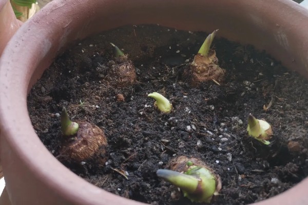 芋头切开后可以种植吗,是不能切开后种植的