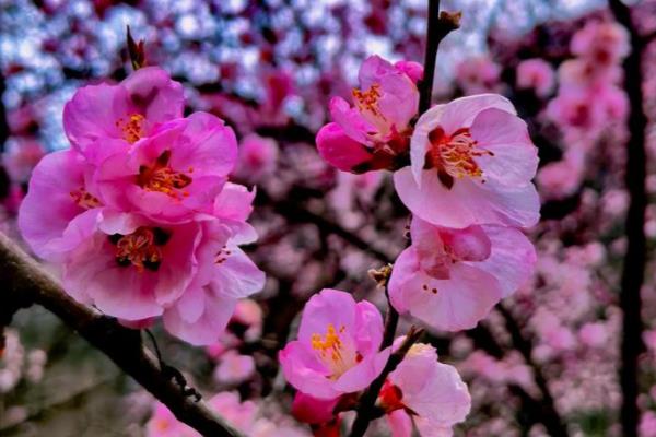 如何养桃花，在养护时适量给水