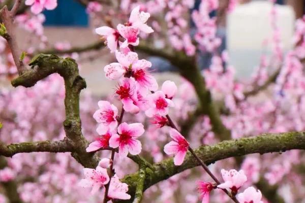 如何养桃花，在养护时适量给水