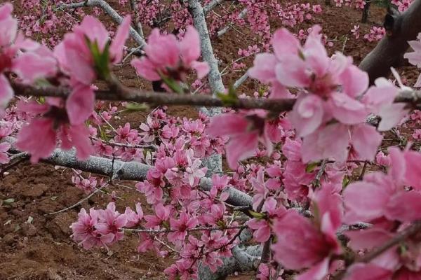如何养桃花，在养护时适量给水