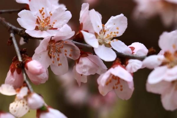 如何养桃花，在养护时适量给水