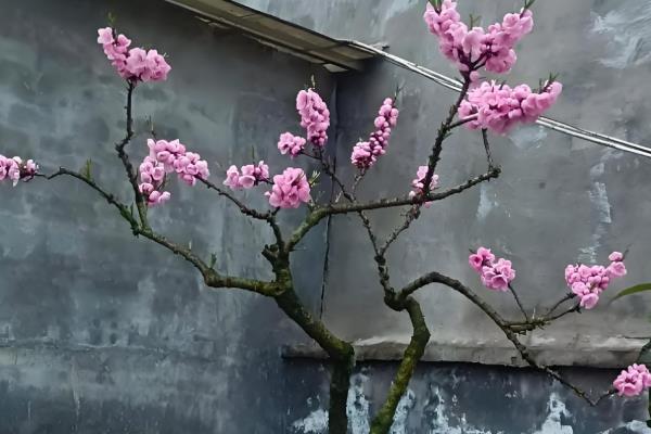 如何养桃花，在养护时适量给水