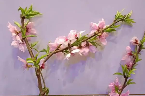 如何养桃花，在养护时适量给水