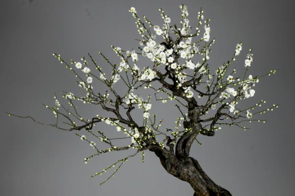 如何养桃花，在养护时适量给水