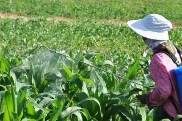 玉米的种植方法，株距保持在65厘米