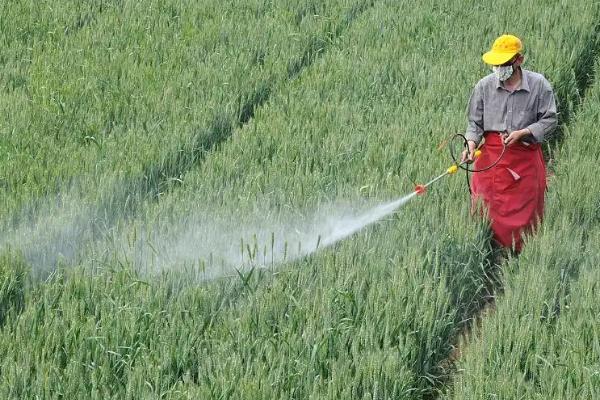 玉米的种植方法，株距保持在65厘米