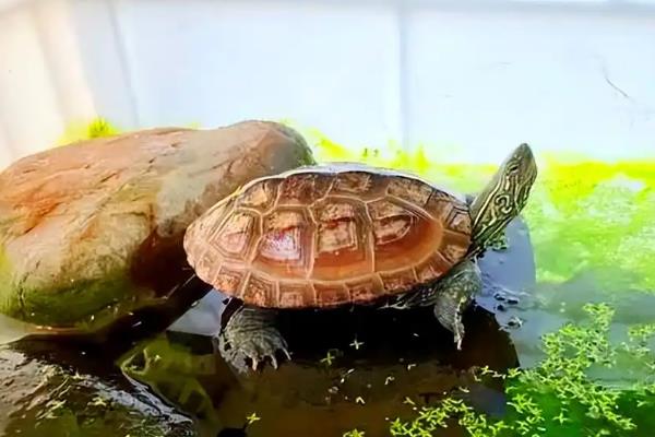 健康乌龟的特征,其反应灵敏且有沉甸感