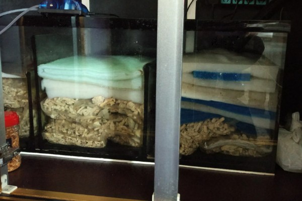 底滤缸鱼食总被吸走怎么办，可以在喂食的时候关闭水泵