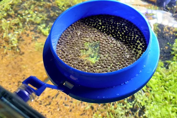 底滤缸鱼食总被吸走怎么办，可以在喂食的时候关闭水泵