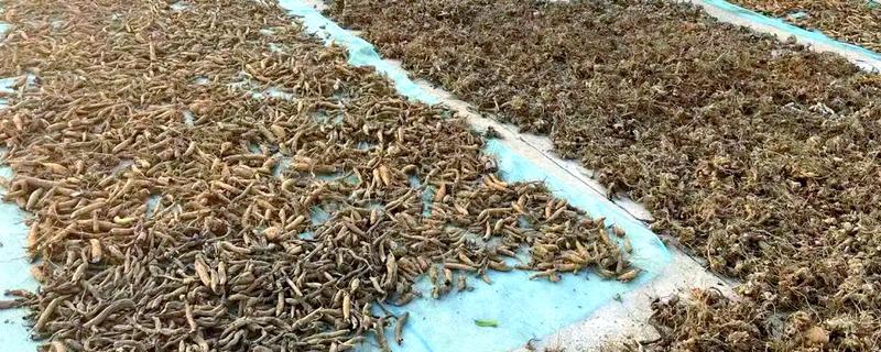 玄参在什么时候收获，可以在春季的时候收获