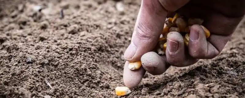 春玉米最早的播种时间，因地区纬度、种植方法而异