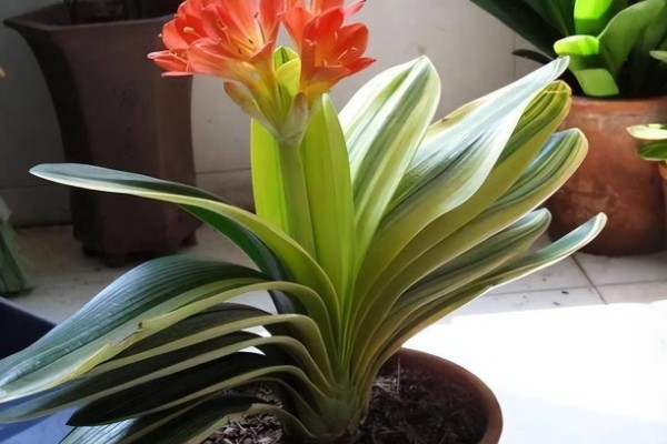 君子兰开花的兆头,寓意好运到来、家庭和睦等