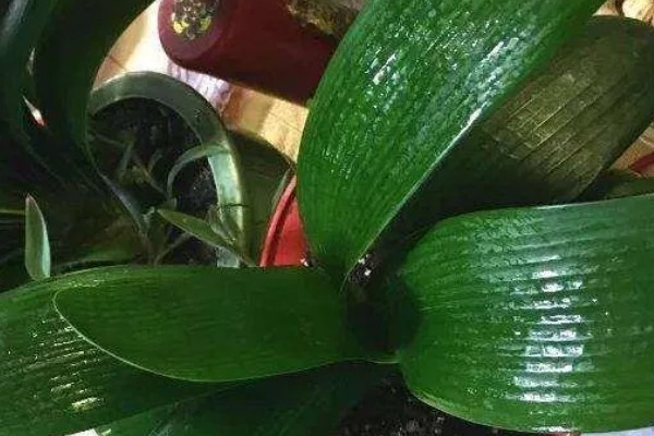 君子兰开花的兆头,寓意好运到来、家庭和睦等