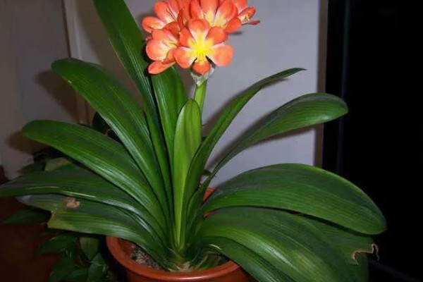 君子兰开花的兆头,寓意好运到来、家庭和睦等