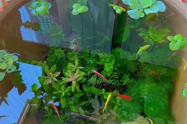 怎么养好水草,每隔7-10天换一次水