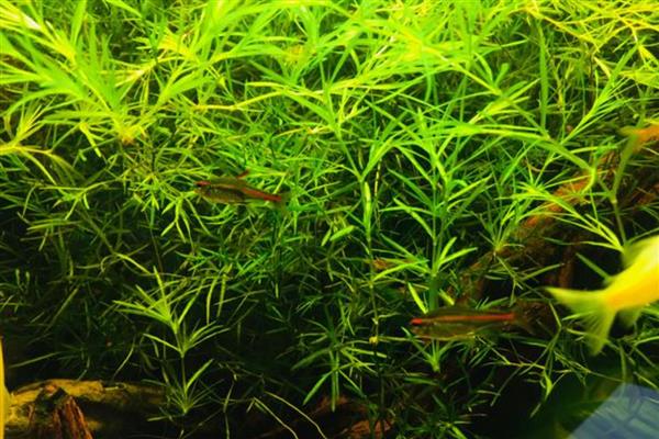 怎么养好水草,每隔7-10天换一次水