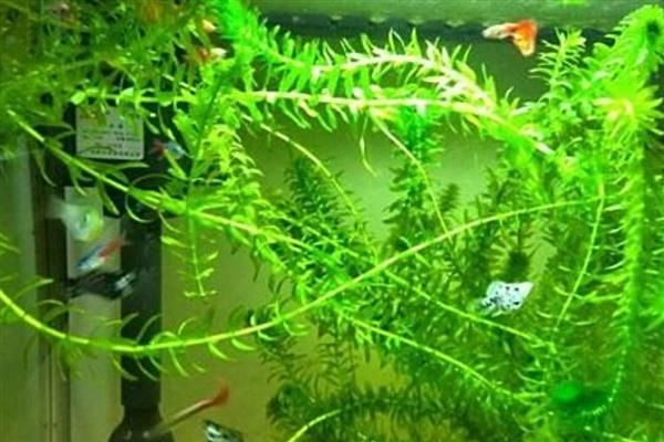 怎么养好水草,每隔7-10天换一次水