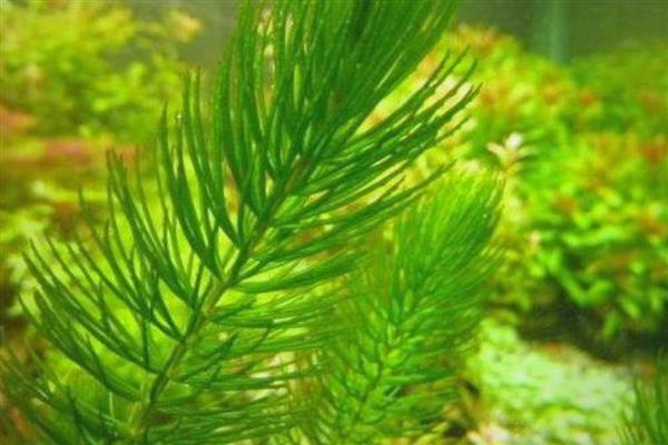 怎么养好水草,每隔7-10天换一次水
