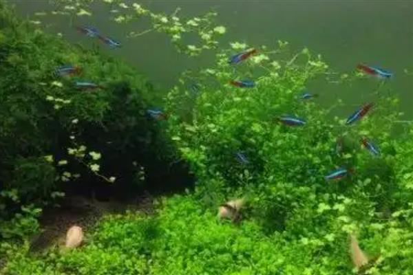 怎么养好水草,每隔7-10天换一次水