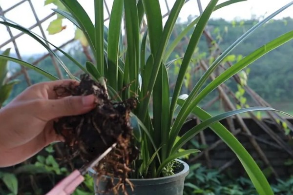 大头兰的养殖方法,要为植株提供全日的光照