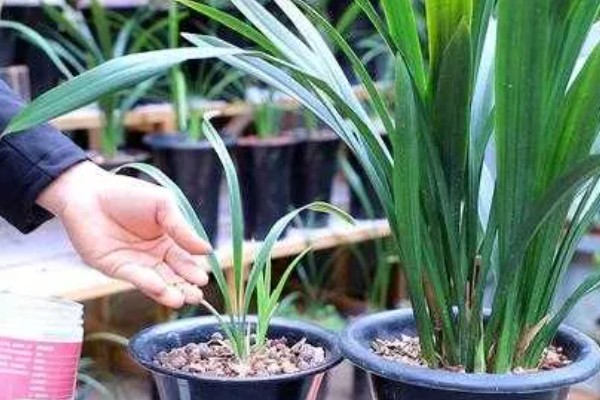 大头兰的养殖方法,要为植株提供全日的光照