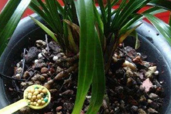 大头兰的养殖方法,要为植株提供全日的光照