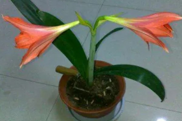 大头兰的养殖方法,要为植株提供全日的光照