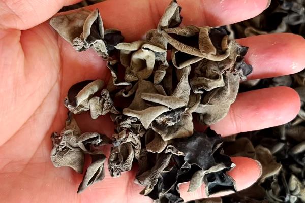 木耳发霉了还可以吃吗,严重的话千万不要食用