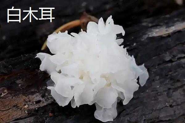 木耳发霉了还可以吃吗,严重的话千万不要食用