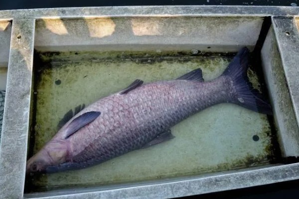 黑鲩鱼吃哪种食物，主要摄食螺、蚬、幼蚌等贝类